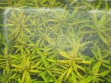 Akváriumi növények - Nesaea pedicellata
